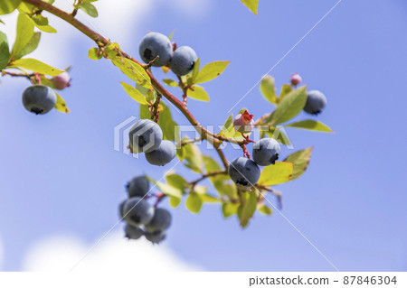 Blueberry Legacy (Orchard) Blueberry Legacy (Orchard) 87846304