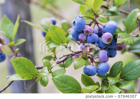 Blueberry Legacy (Orchard) 87846307