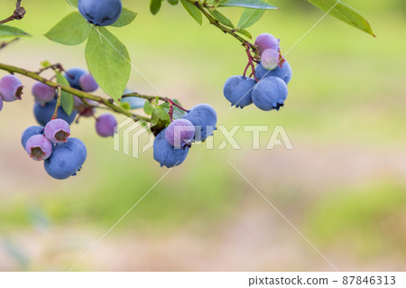 Blueberry Legacy (Orchard) Blueberry Legacy (Orchard) 87846313