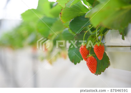 Hydroponic technology for growing red strawberry in closed environment greenhouse system. Hydroponic technology for growing red strawberry in closed environment greenhouse system. 87846591