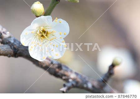 Plum blossoms in Marugame City, Kagawa Prefecture, Shikoku 87846770