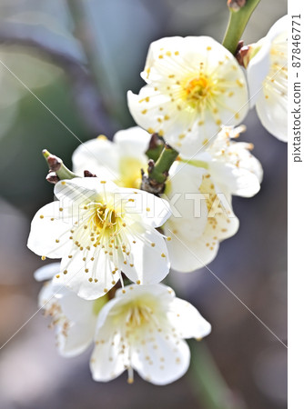 Plum blossoms in Marugame City, Kagawa Prefecture, Shikoku Plum blossoms in Marugame City, Kagawa Prefecture, Shikoku 87846771