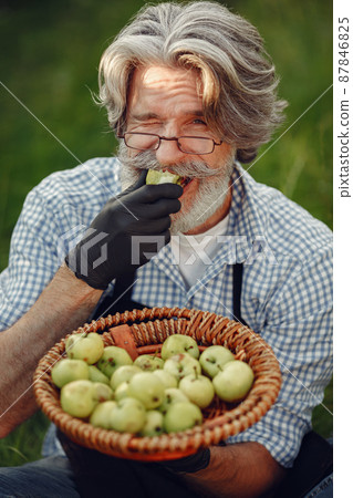 Senior with box vegetables garden background sunse 87846825