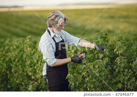 Senior in a black apron use a averruncator 87846877