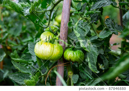Green large tomatoes on branch in summer garden 87846880