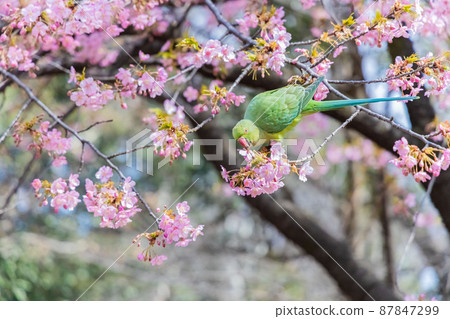 Parakeet with Kawazu cherry blossoms Parakeet with Kawazu cherry blossoms 87847299