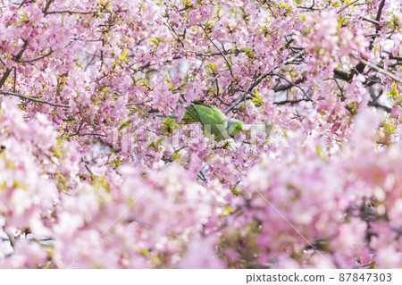 Parakeet with Kawazu cherry blossoms Parakeet with Kawazu cherry blossoms 87847303