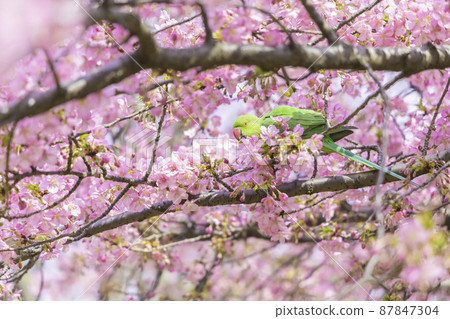 Parakeet pecking Kawazu cherry blossoms Parakeet pecking Kawazu cherry blossoms 87847304