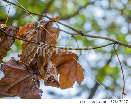 Maple tree winter 87847427