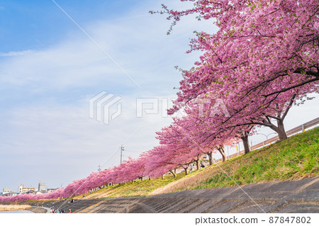 Spring Otogawa riverbed, Aoi cherry blossoms in full bloom (Kawazu cherry blossoms) <Okazaki City, Aichi Prefecture> 87847802