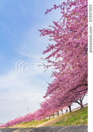 Spring Otogawa riverbed, Aoi cherry blossoms in full bloom (Kawazu cherry blossoms) <Okazaki City, Aichi Prefecture> 87847805