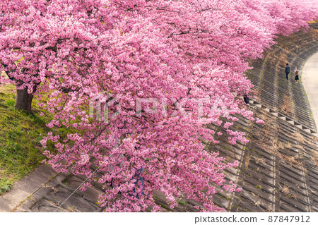 Spring Otogawa riverbed, Aoi cherry blossoms in full bloom (Kawazu cherry blossoms) <Okazaki City, Aichi Prefecture> 87847912