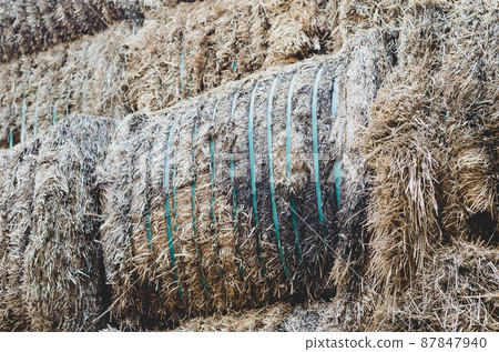 Rotting bales of hay on the farm. Stack of Rectangular bales of dry straw in the open air. Damage to agribusiness. Rotting bales of hay on the farm. Stack of Rectangular bales of dry straw in the open air. Damage to agribusiness. 87847940