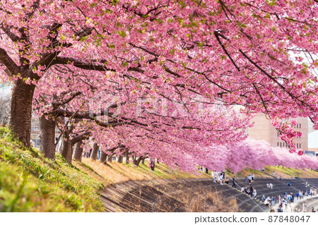 春天的音川河床，葵櫻花盛開（河津櫻花）<愛知縣岡崎市> 87848047