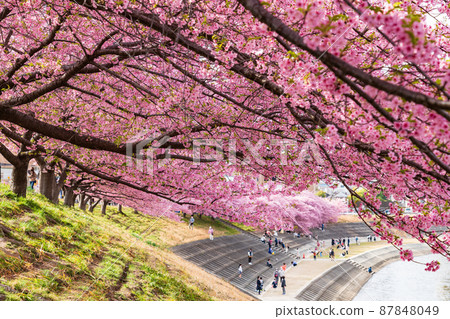Spring Otogawa riverbed, Aoi cherry blossoms in full bloom (Kawazu cherry blossoms) <Okazaki City, Aichi Prefecture> 87848049
