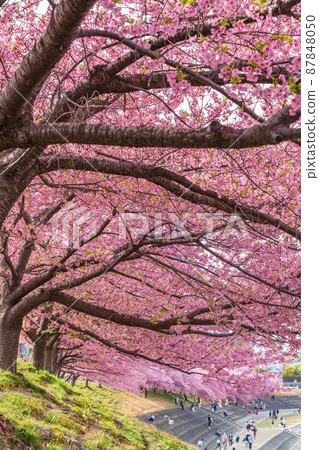 Spring Otogawa riverbed, Aoi cherry blossoms in full bloom (Kawazu cherry blossoms) <Okazaki City, Aichi Prefecture> 87848050