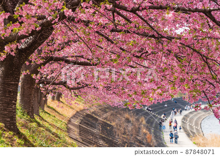 Spring Otogawa riverbed, Aoi cherry blossoms in full bloom (Kawazu cherry blossoms) <Okazaki City, Aichi Prefecture> 87848071