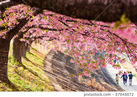 Spring Otogawa riverbed, Aoi cherry blossoms in full bloom (Kawazu cherry blossoms) <Okazaki City, Aichi Prefecture> 87848072