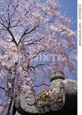定西寺的富士河口湖櫻花 定西寺的富士河口湖櫻花 87848213