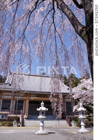 定西寺的富士河口湖櫻花 定西寺的富士河口湖櫻花 87848260