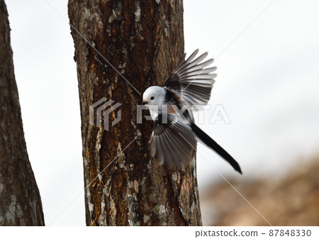 尋找樹液的雪仙子島永 尋找樹液的雪仙子島永 87848330