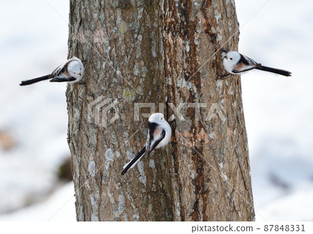 尋找樹液的雪仙子島永 尋找樹液的雪仙子島永 87848331