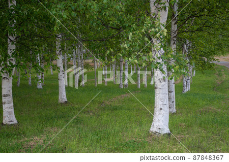 Fresh green birch forest Fresh green birch forest 87848367