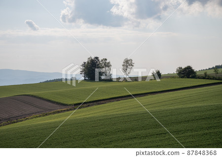 Green wheat field in early summer Green wheat field in early summer 87848368