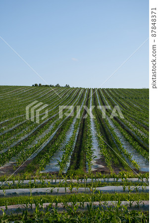 地膜上的幼苗 地膜上的幼苗 87848371