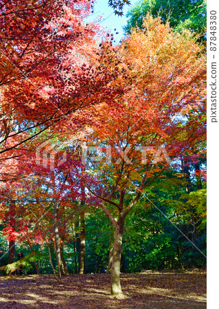 大町公園 紅葉山美麗的紅葉（千葉縣市川市大町自然觀察園） 87848380