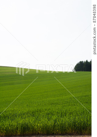 Green wheat fields Green wheat fields 87848398