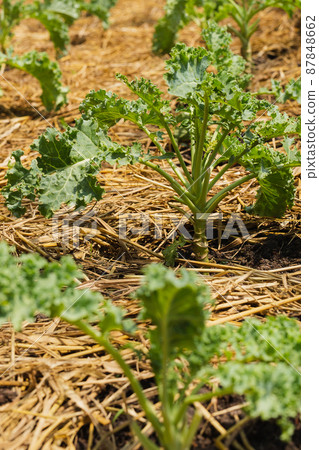 Green curly kale plant in organic vegetable garden farm. 87848662