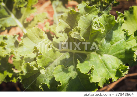 Close up of green curly kale plant in organic vegetable farm. 87848664