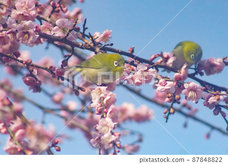 Plum blossom and Japanese white-eye, Katsuragi-cho, Ito-gun, Wakayama Prefecture 87848822