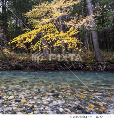 深秋的上高地風景——23條溪流、樺樹和黃葉 87849022