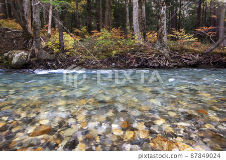 深秋的上高地風景——23條溪流、樺樹和黃葉 87849024