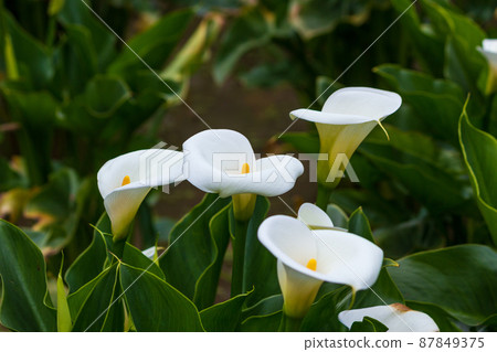Yangmingshan Bamboo Lake Calla Lily 87849375
