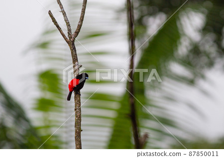 A crisp and beautiful scarlet-rumped tuna that stops on a branch and takes a break A crisp and beautiful scarlet-rumped tuna that stops on a branch and takes a break 87850011