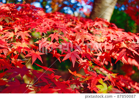 Omachi Park Beautiful autumn leaves of Mt. Momiji (Omachi Nature Observation Garden, Ichikawa City, Chiba Prefecture) 87850087