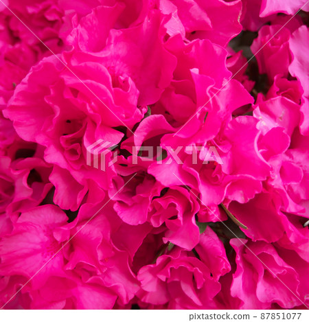 Image of a collection of beautiful azalea flowers (20) Image of a collection of beautiful azalea flowers (20) 87851077