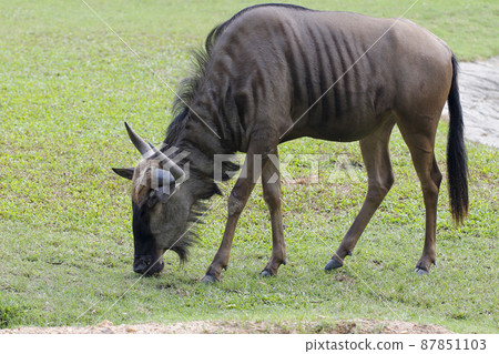 Blue wildebeest is eatting grass in garden Blue wildebeest is eatting grass in garden 87851103
