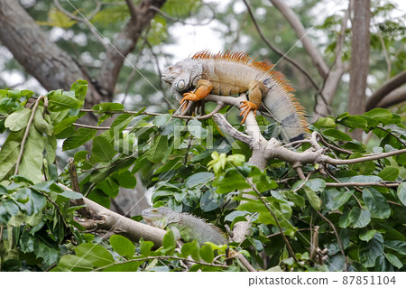close up Iguana on tree in nature at thailand close up Iguana on tree in nature at thailand 87851104