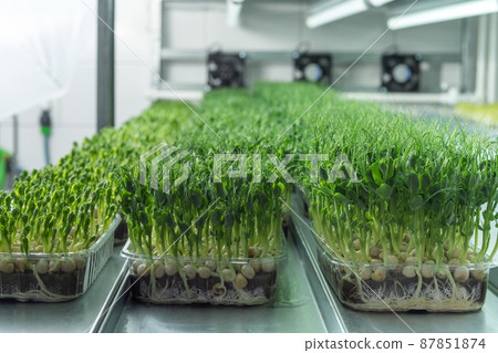 Juicy young shoots of micro-greenery close-up. Growing seeds in 87851874