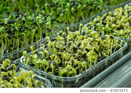 Juicy young shoots of micro-greenery close-up. Growing seeds in a greenhouse. Production of environmentally friendly vitamin nutrition, blurred focus 87851875