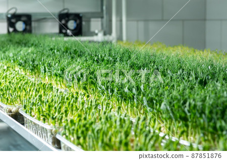 Juicy young shoots of micro-greenery close-up. Growing seeds in 87851876