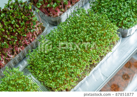 Growing seeds in a greenhouse. Micro-greenery farm. Production of environmentally friendly vitamin nutrition, blurred focus Growing seeds in a greenhouse. Micro-greenery farm. Production of environmentally friendly vitamin nutrition, blurred focus 87851877