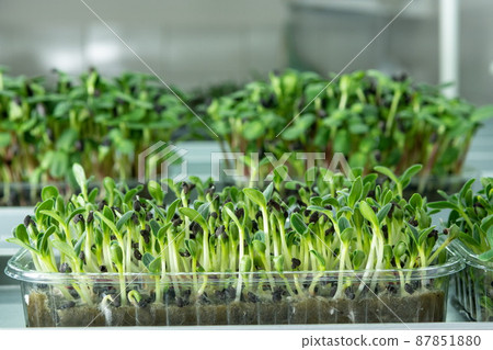 Juicy young shoots of micro-greenery close-up. Growing seeds in a greenhouse. Production of environmentally friendly vitamin nutrition, blurred focus Juicy young shoots of micro-greenery close-up. Growing seeds in a greenhouse. Production of environmentally friendly vitamin nutrition, blurred focus 87851880