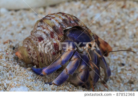 A huge hermit crab that lives on the sandy beach of Okinawa 87852368
