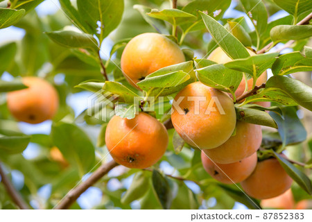 Persimmon fruit that has begun to ripen on the tree Persimmon fruit that has begun to ripen on the tree 87852383