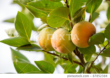 Persimmon fruit that has begun to ripen on the tree 87852384
